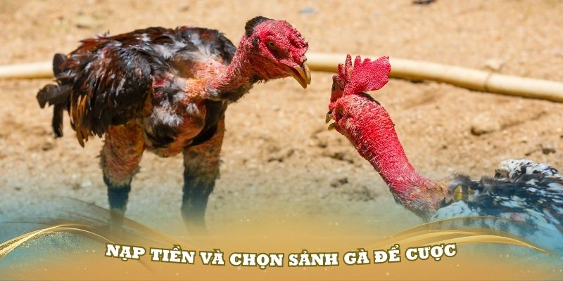 Thành viên nạp tiền và chọn sảnh gà để cược