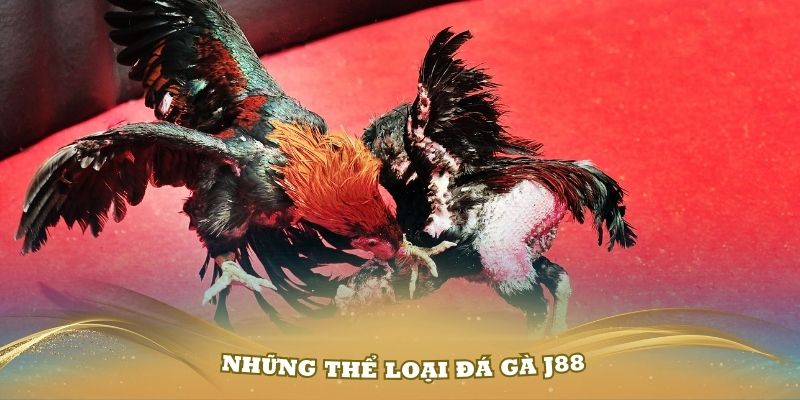 Khám phá những thể loại đá gà J88 cuốn hút thành viên